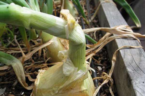 Kraken 13at магазин