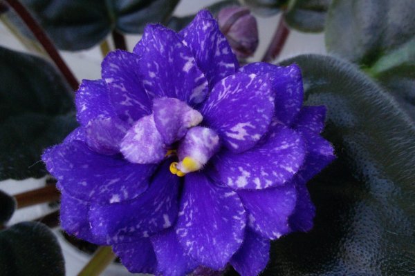 Короткая ссылка на кракен